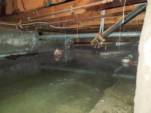 Best Carpet water damage restoration  in Miami, AZ