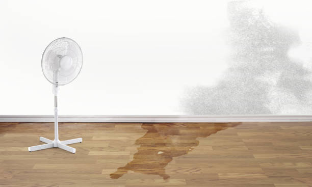 Best Water damage contractors near me  in Miami, AZ